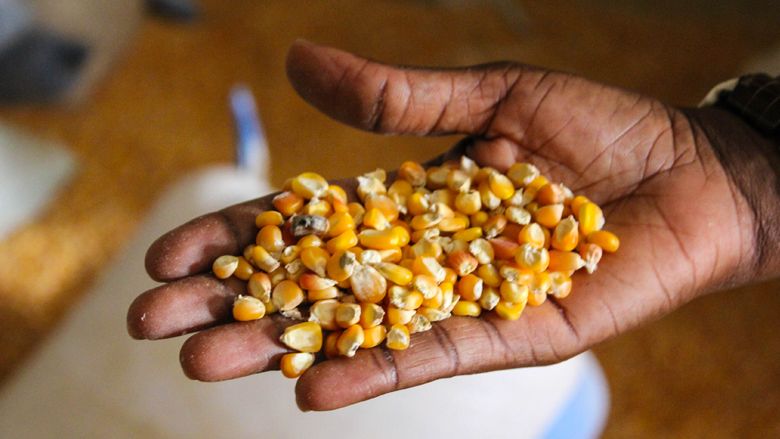 Corn grains