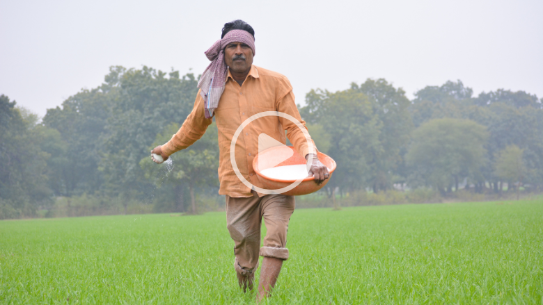 fertilizer