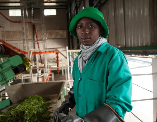 Factory worker in Rwanda Factory worker in Rwanda