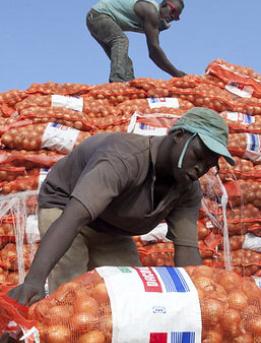 Workers loading onion sacks Workers loading onion sacks