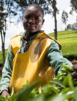 Tea farmer Tea farmer